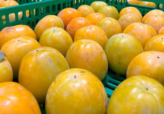 Dal Giappone a Faenza: la terra dei cachi ora è in Romagna