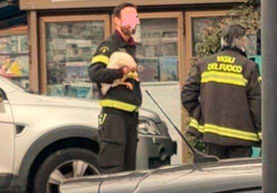 I vigili del fuoco con la gallina in mano dopo averla recuperata