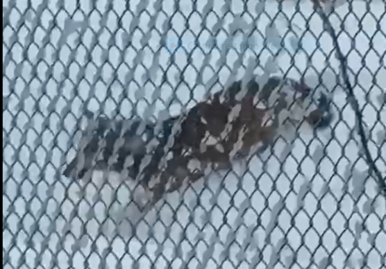 I lupi avvistati a Ducenta il 6 gennaio