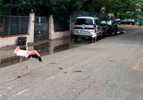 Il maltempo in Romagna disorienta i fenicotteri: diversi esemplari spaesati per le strade di Marina Romea e Marina di Ravenna