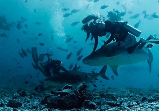 Cattolica, 4 amici a studiare gli squali alle Maldive: “Nessuno si sentiva in pericolo”
