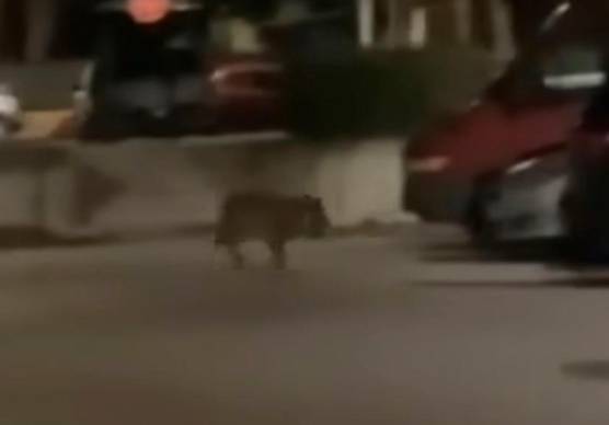 L’animale nel retro di piazza