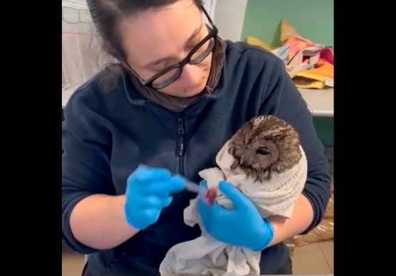 L’allocco finito nella colla topicida curato dai volontari del Cras Rimini VIDEO