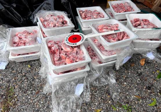 Rimini, carne di agnello non sicura verso Pasqua: oltre 50 chili sequestrati e distrutti, multe per 1.500 euro