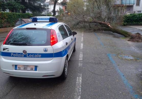 Cesena, strage di alberi per il forte vento GALLERY