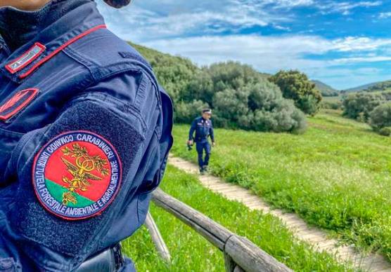 Faenza, lavori vicino a un platano monumentale: sanzione di 5mila euro e stop agli scavi