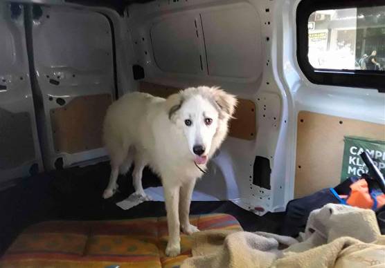 Il cane all’interno del veicolo