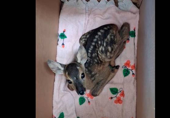 Il monito del Cras Rimini: “I cuccioli non si portano via alle mamme, basta fesserie” VIDEO