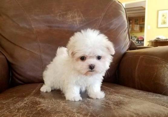 Ravenna, compra un cane e scopre che è sotto sequestro. Ventisettenne a processo