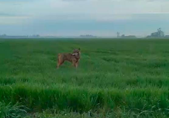 Castel Guelfo, incontra un lupo mentre va al lavoro VIDEO