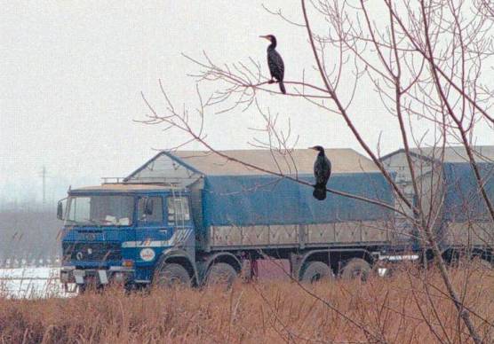 Emilia-Romagna, i cormorani nel mirino della Regione: “Pressione eccessiva”