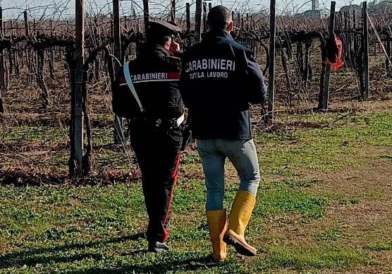Forlì-Cesena, lavoro nero nelle aziende agricole: sospese tre attività, multe per oltre 80mila euro