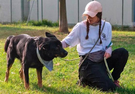 Dall’inizio dell’anno sono stati adottati 25 cani
