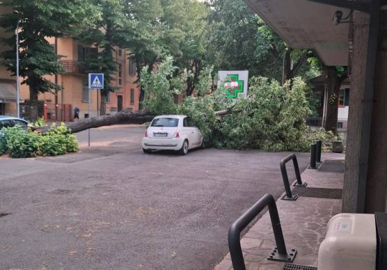 L’albero caduto su un’auto parcheggiata in via Andrea Costa