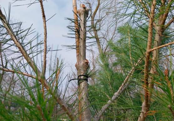Cesenatico, i vandali del verde al parco: capitozzati 10 pini nell’area di sgambamento dei cani