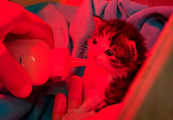 Un gattino di pochi giorni accudito da una volontaria