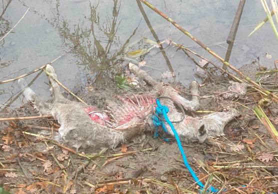 L’asino ucciso dai lupi a San Giovanni