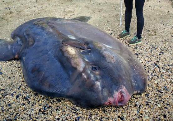 Il pesce luna ritrovato questa mattina a Marina di Ravenna nei pressi della diga