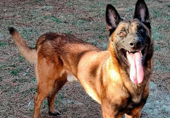Brisighella, nel casolare di Marzeno nasce l’Accademia del Cane: “La passione diventa lavoro”