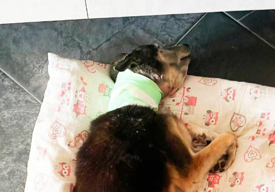Il cane azzannato dopo le cure