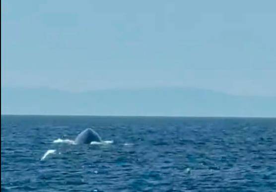 La balenottera in vista quasi frontale con un gabbiano