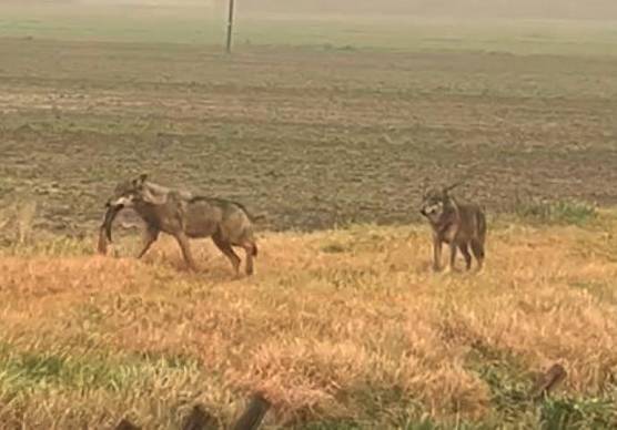 Rimini. Emergenza lupi, la Regione convoca i sindaci