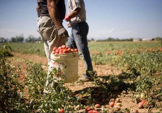Rimini. Destinati a un hotel riminese, tre lavoratori finiscono schiavizzati nei campi in Sicilia dopo avere pagato 10mila euro a testa