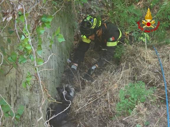 Sarsina, cagnolino precipita in un dirupo: salvato dai Vigili del Fuoco