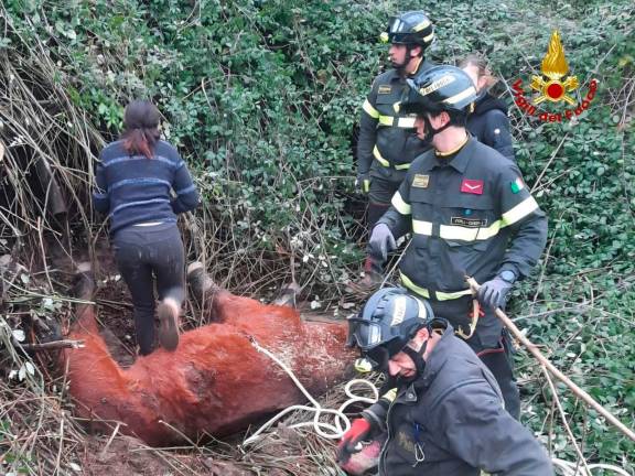 Un cavallo precipita nella scarpata: Vigili del Fuoco al lavoro 8 ore per salvarlo a Dovadola - Gallery