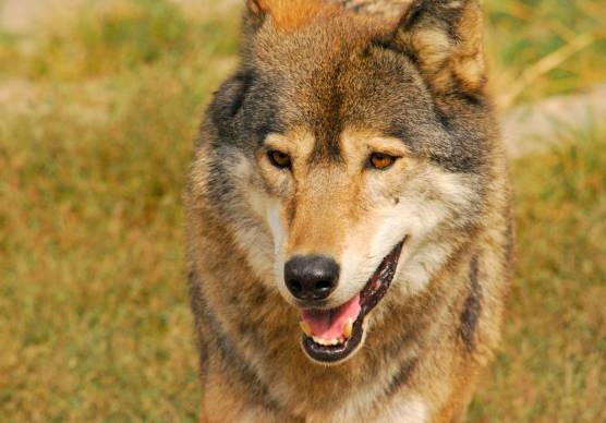 Rimini. Il lupo fa paura, i consigli dell’esperto: «Non correte e non dategli mai le spalle»