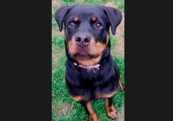 Athena, la cucciola di 7 mesi salvata