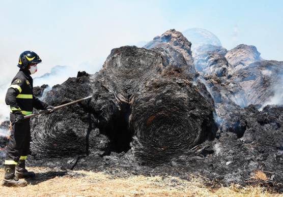 Coriano, rotoballe a fuoco, gregge di pecore salvato dai vigili del fuoco