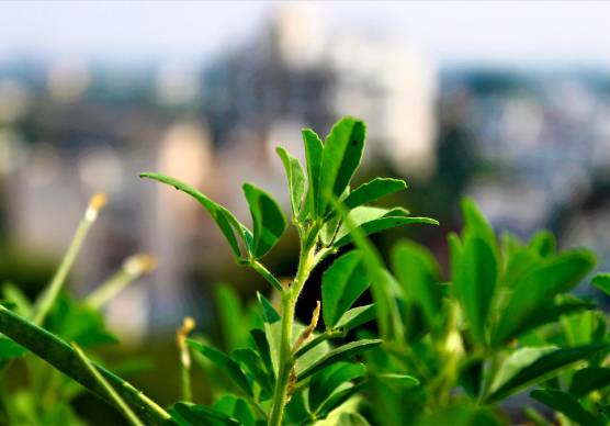 Fieno greco sul balcone: raccolto veloce in 20 giorni anche in inverno