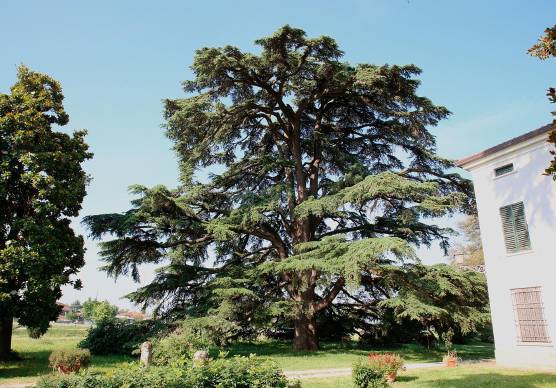 Una porzione di Villa Mami