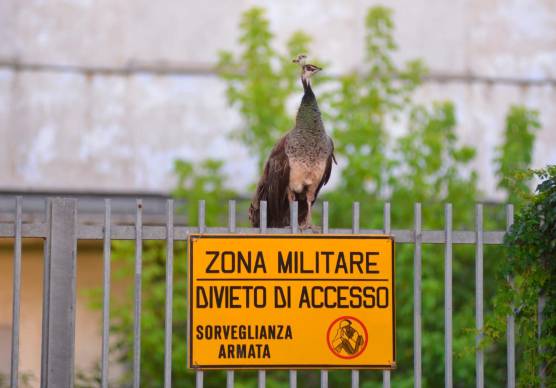 Foto Massimo Fiorentini