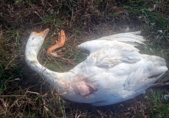 Forlì, lupi in agriturismo a San Martino Villafranca