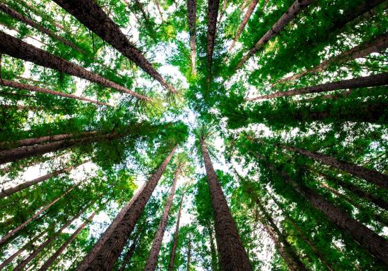 Alberi gratis nei vivai di Imola, Galeata e Casola Valsenio: parte il progetto della Regione