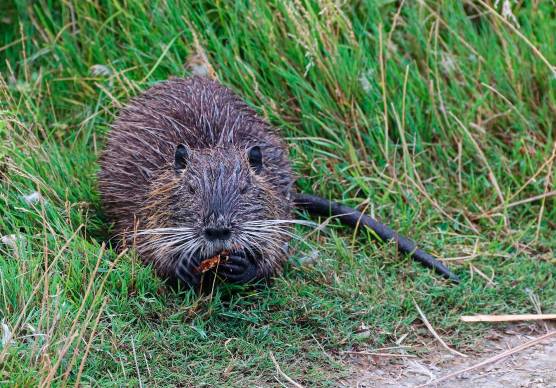 Cesena e la caccia alle nutrie: attirate in gabbia con le esche poi l’uccisione con armi da fuoco