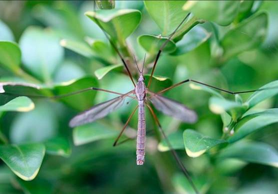 Emilia-Romagna, allarme West Nile, interessate 6 province su 9