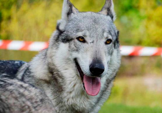 Rimini. Emergenza lupi, parla l’esperto: “La convivenza con l’uomo è possibile”