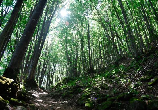 Parco Foreste Casentinesi, da 22 anni il presidente è toscano ma il territorio più ampio è in Romagna. Polemica contro il ministro