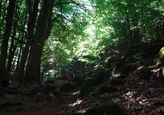 Il Parco delle Foreste Casentinesi