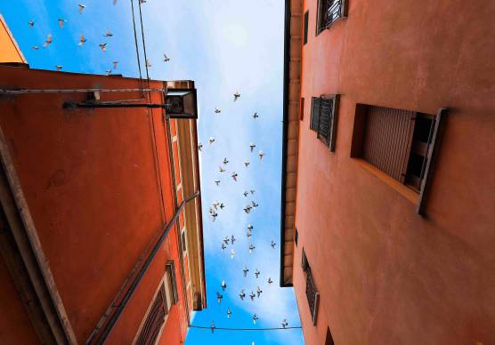 Bassa Romagna, via a nuova campagna contro la proliferazione dei piccioni