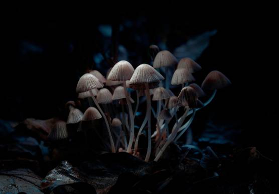 Cesena, in casa aveva tre serre di funghi allucinogeni: 23enne arrestato