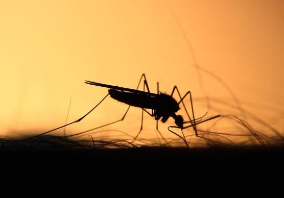 Bassa Romagna, scatta l’allerta West Nile: nuove regole e disinfestazioni obbligatorie