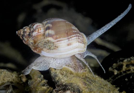 Una lumachina di mare