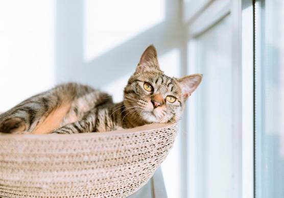 Allergie, arrossamenti, scottature: come riconoscere i disturbi cutanei negli animali e intervenire con prodotti naturali