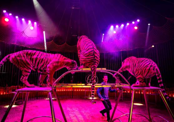 Rimini. Arriva il circo con tigri, canguri, zebre e dromedari: protesta degli animalisti