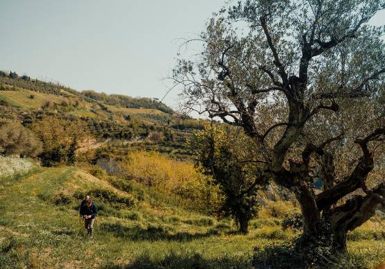 Brisighella, torna la Camminata tra gli Olivi: trekking tra ulivi secolari e degustazioni in frantoio
