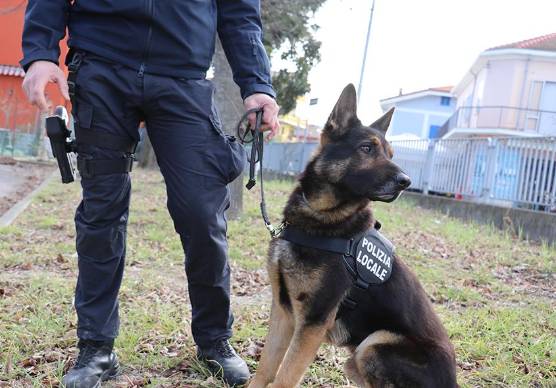 Forlì, l’assessore Bartolini: “Pugno duro contro chi spaccia nei pressi delle scuole, in arrivo nuove unità cinofile”
